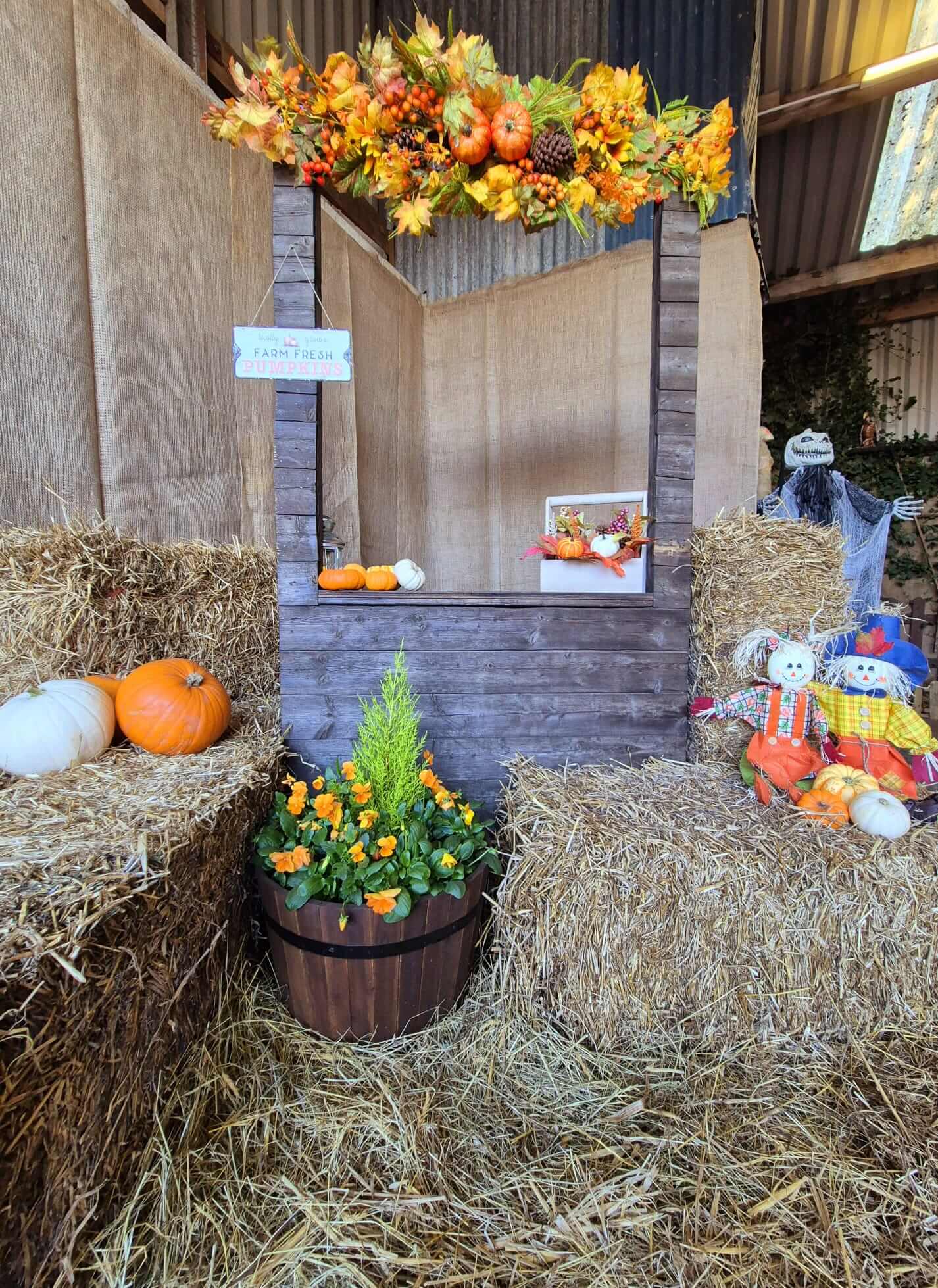 Visitors picking pumpkins fresh from the vine