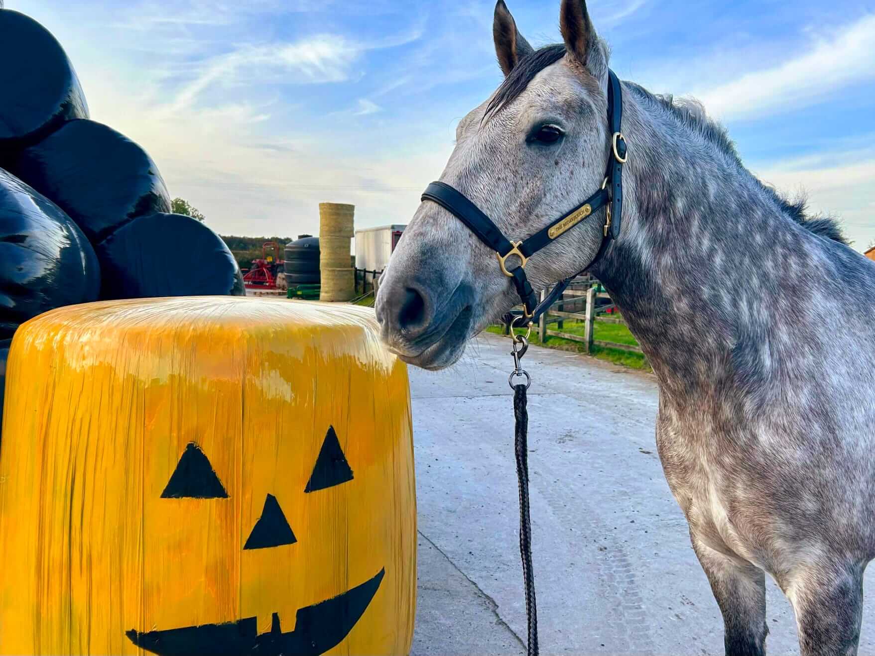 Bountiful pumpkin harvest at Paul's Farm