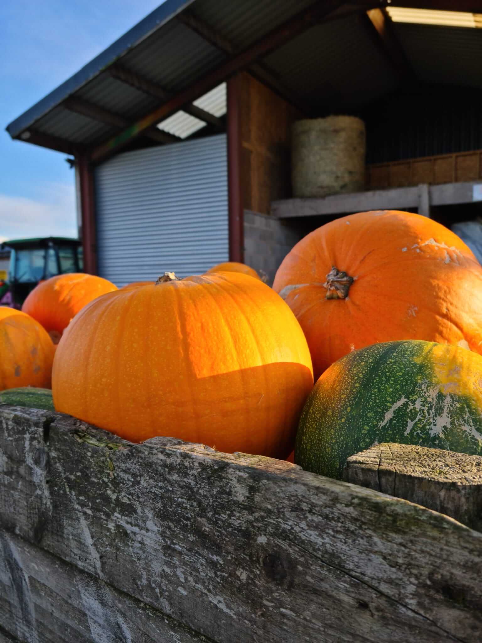 Family enjoying pumpkin picking at Paul's Farm Lancashire