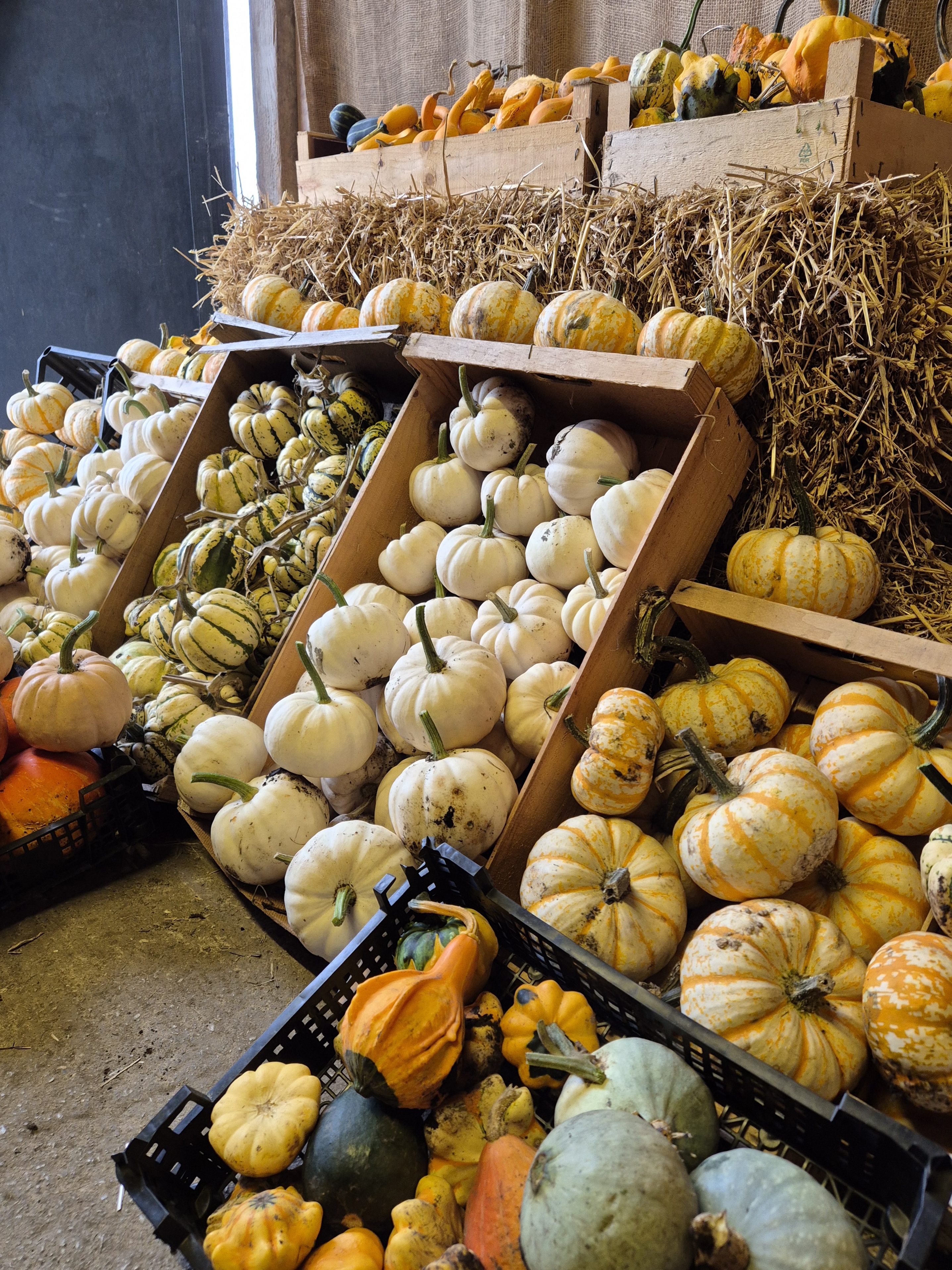 Sunny day picking pumpkins at Paul's Farm