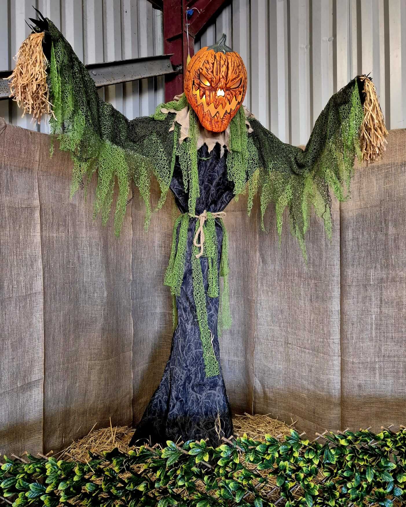 Freshly harvested pumpkins display at Paul's Farm