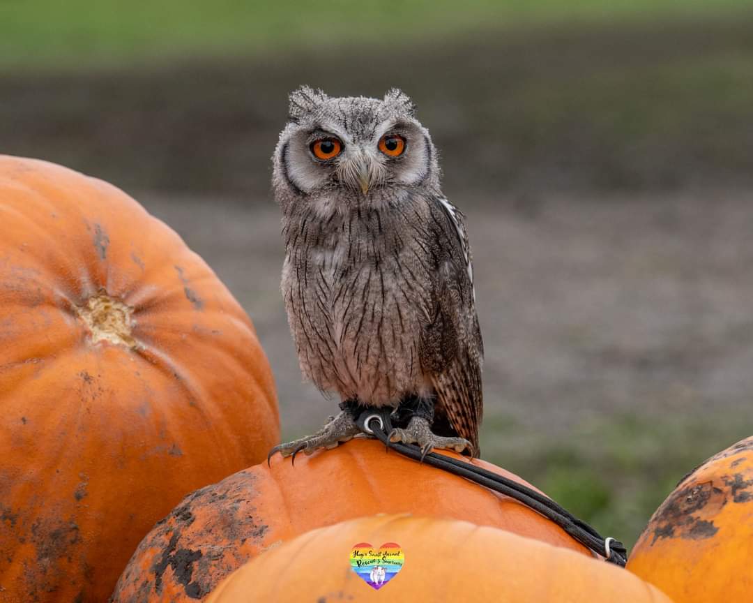 Children having fun picking Halloween pumpkins