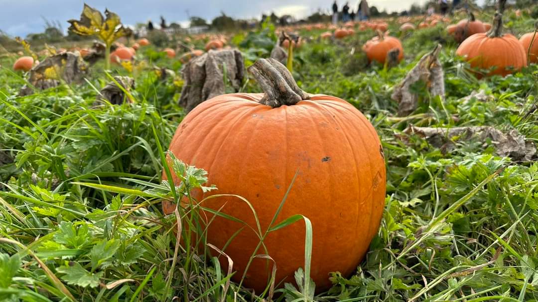 Autumn harvest scene at Paul's Farm Pumpkin Patch