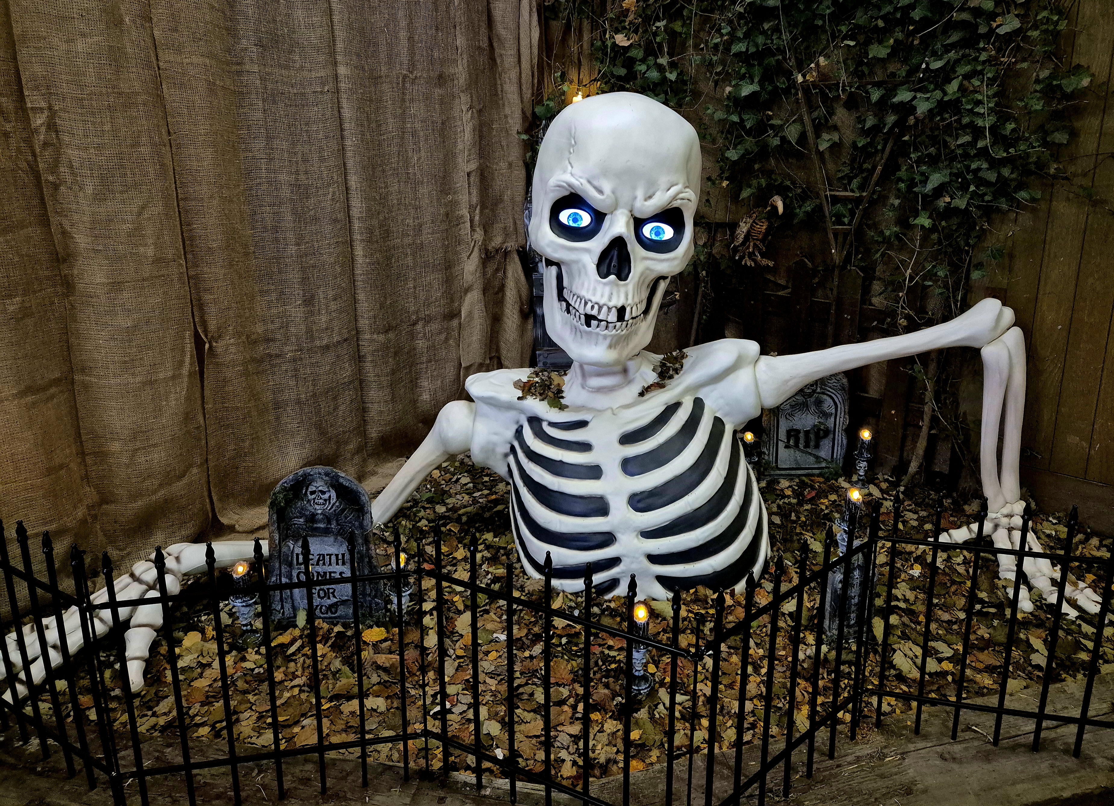 Spooky skeleton Halloween decoration at the pumpkin patch